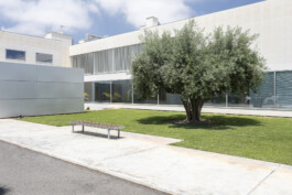 Exterior olivo Instituto Bernabeu (Alicante) 
